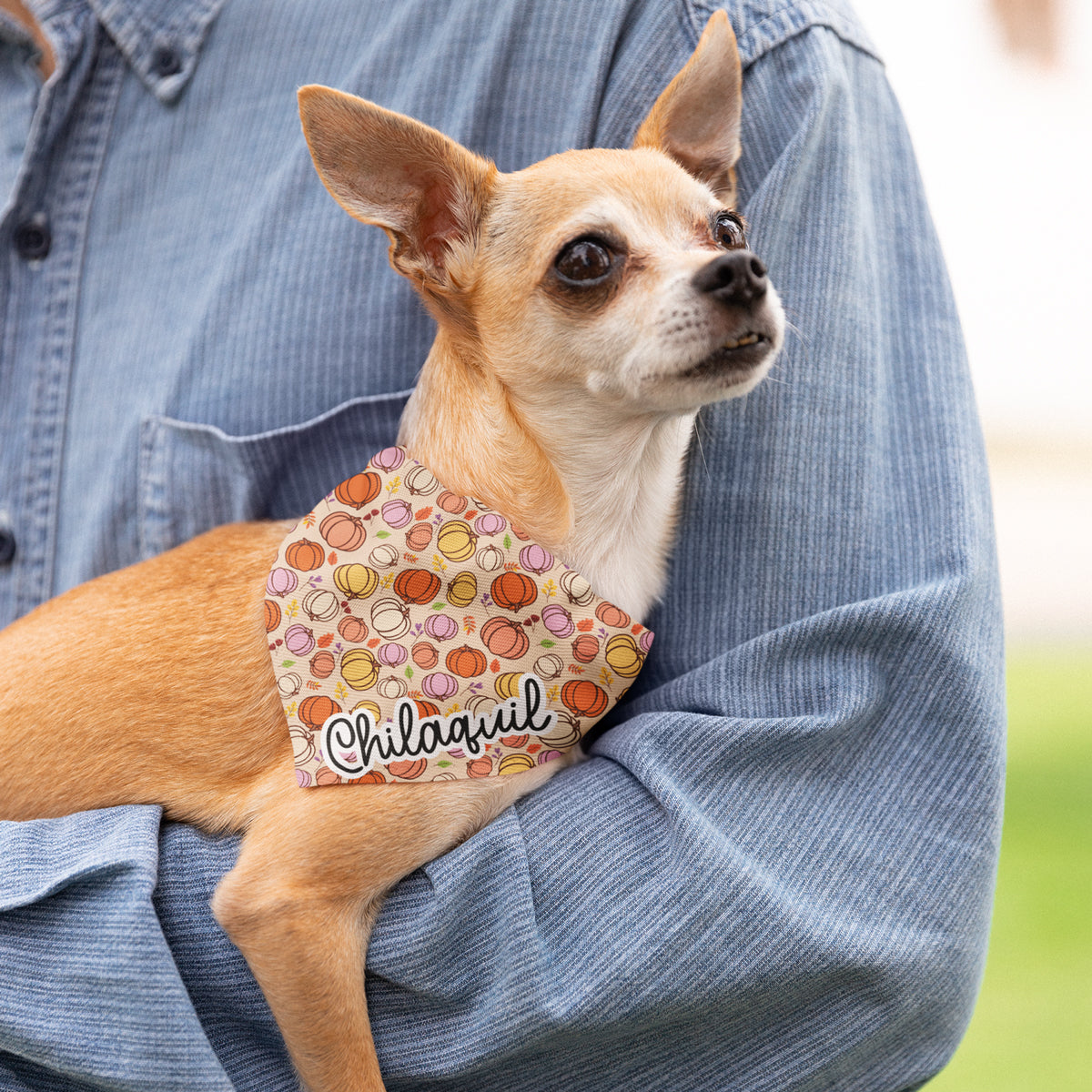 Bandana Otoño Pumpkins